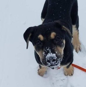 Meet your Posher, Rae